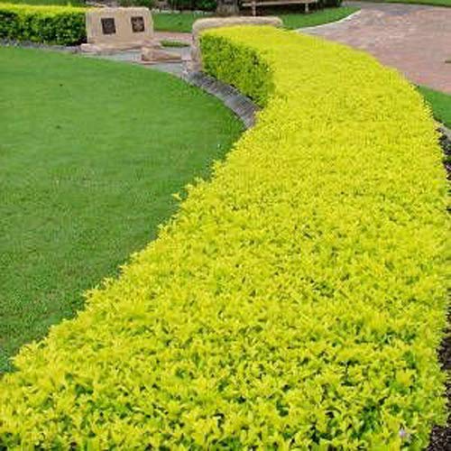 Duranta Golden Plant