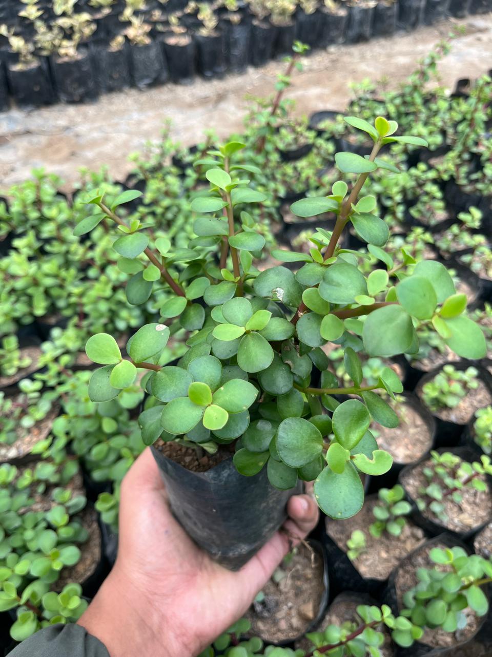 Pack of 4 - Premium Succulent Unique & Easy-Care Plants