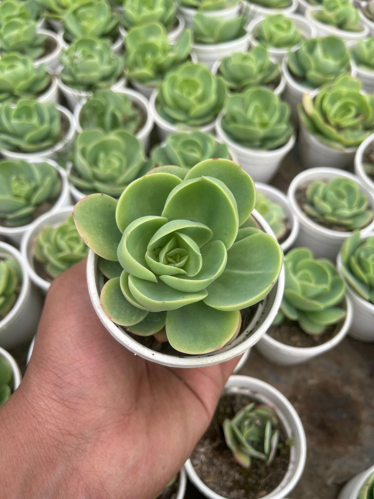 Pack of 6 - Exotic Succulent Unique & Stunning Varieties