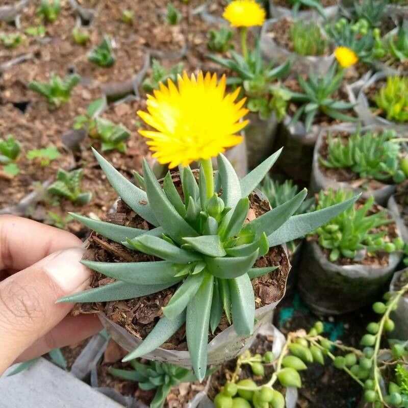 Pack of 6 - Exotic Succulent Unique & Stunning Varieties