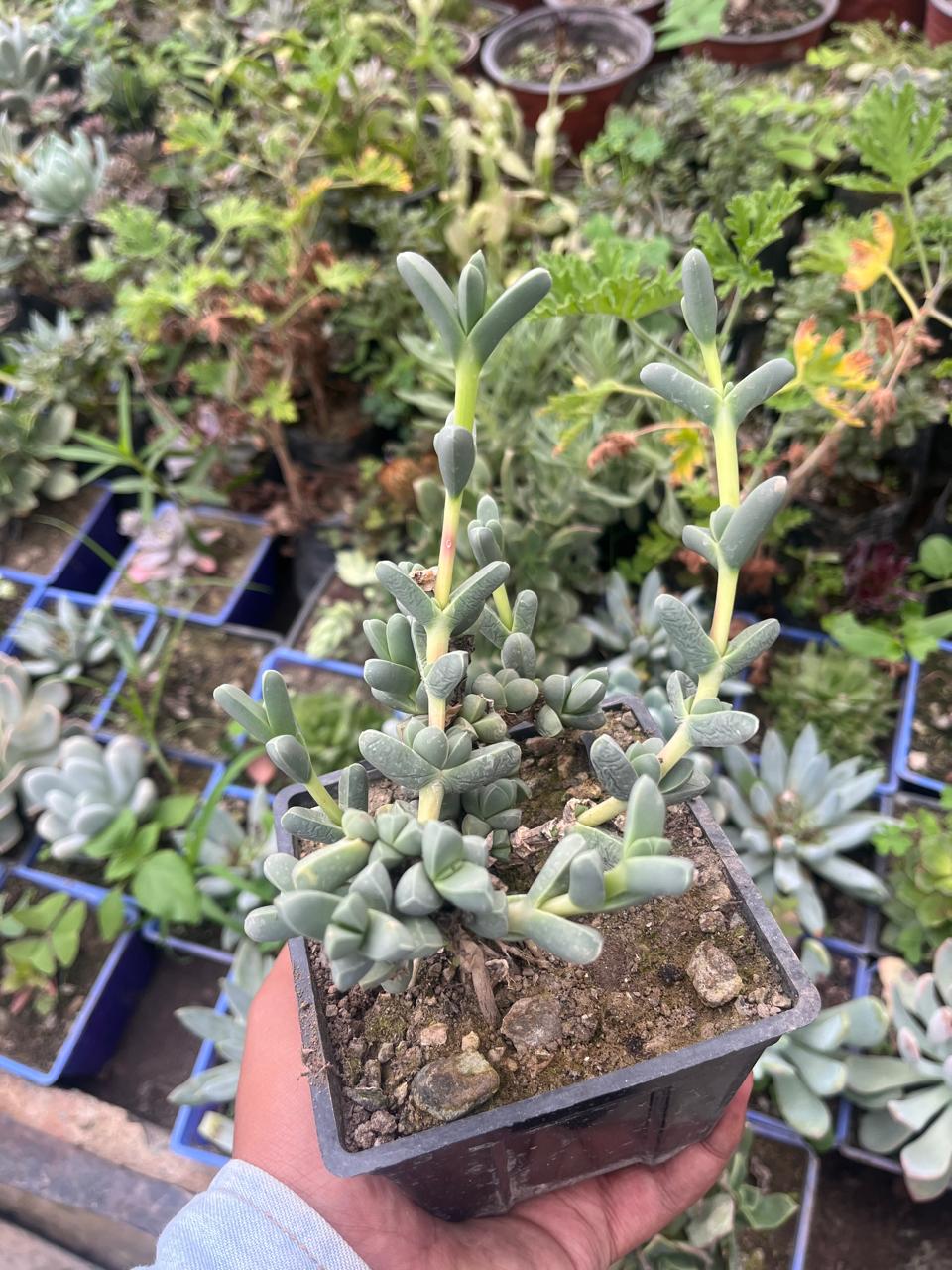 Pack of 6 - Exquisite Succulent Rare & Beautiful Varieties