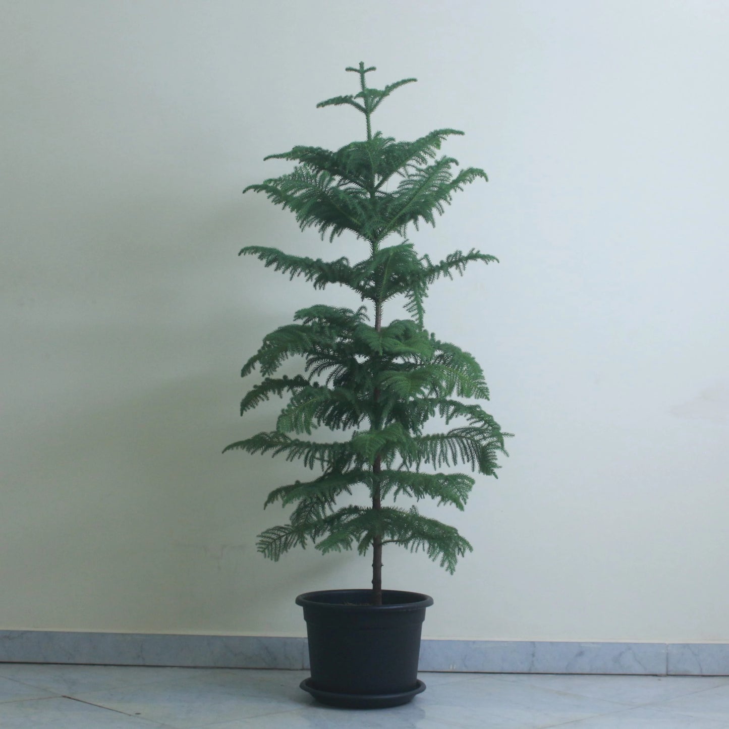 Araucaria Plant / Norfolk Island Pine / Christmas Tree