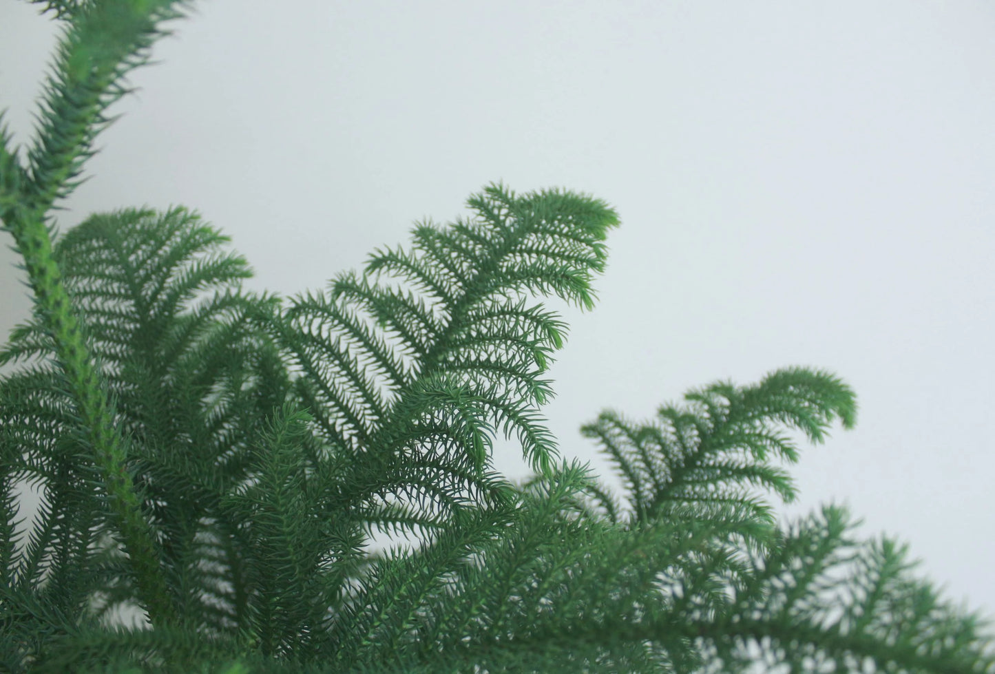 Araucaria Plant / Norfolk Island Pine / Christmas Tree