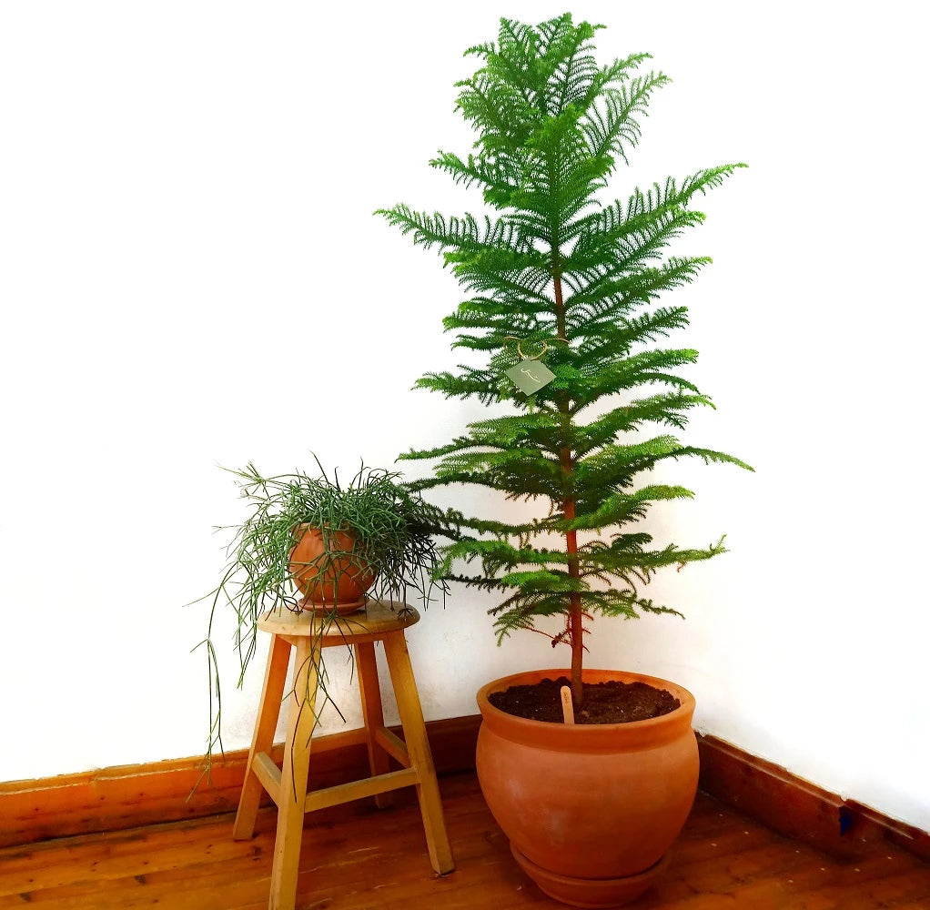 Araucaria Plant / Norfolk Island Pine / Christmas Tree