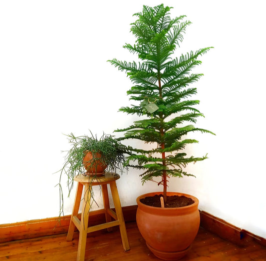 Araucaria Plant / Norfolk Island Pine / Christmas Tree