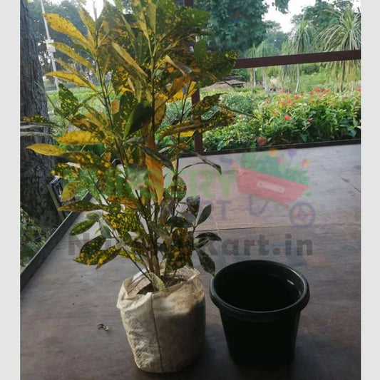 Croton Gold Dust Big Leaves