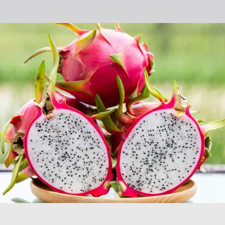 Dragon Fruit Plant