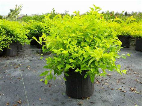 Duranta Golden Plant