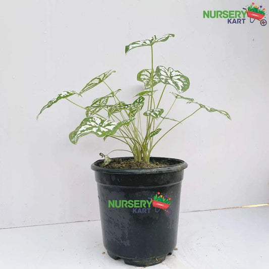Dwarf Caladium Humboldtii Plant - Mini White