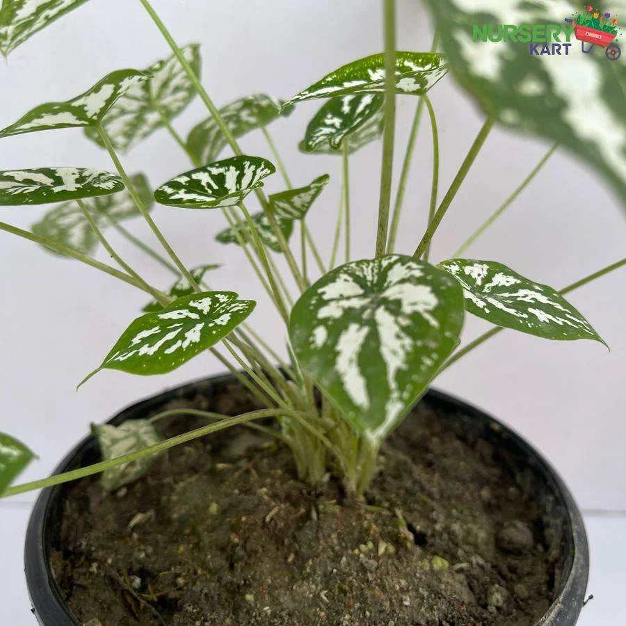 Dwarf Caladium Humboldtii Plant - Mini White