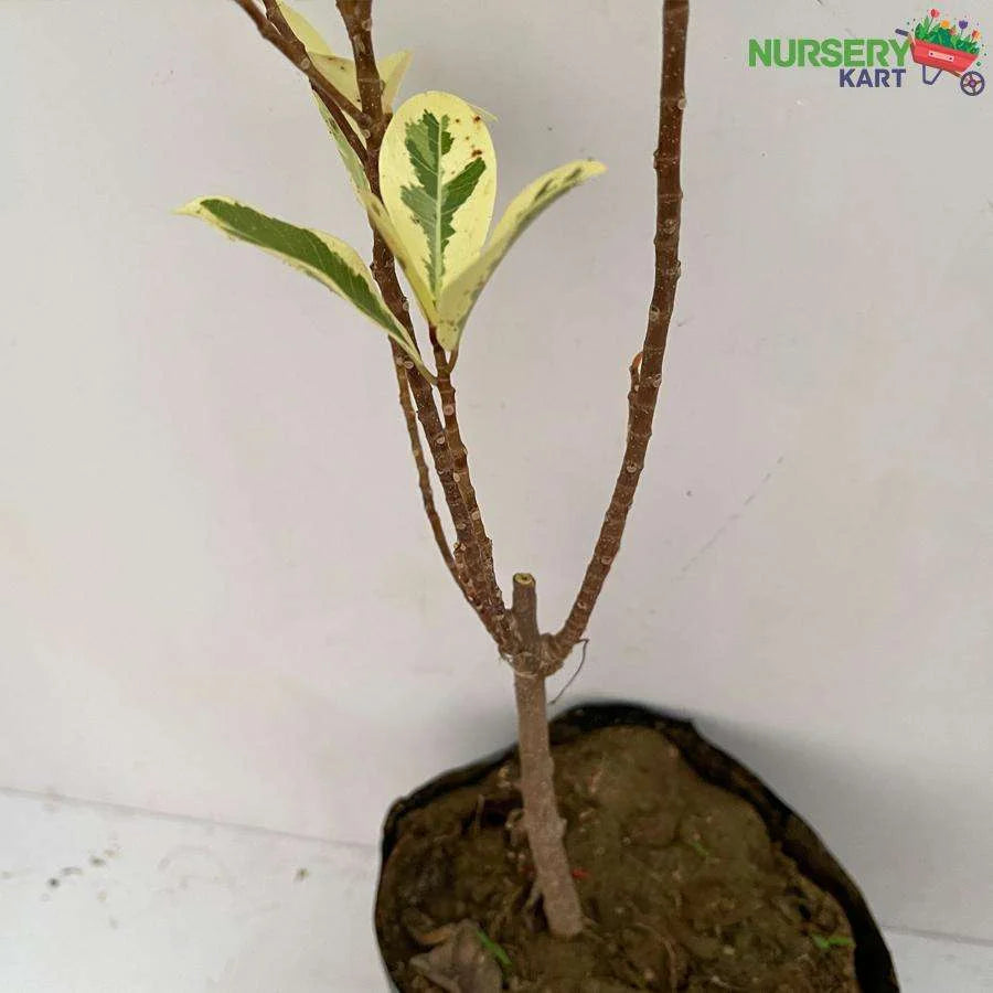 Ficus Safari Plant - Ficus Benjamina Plant
