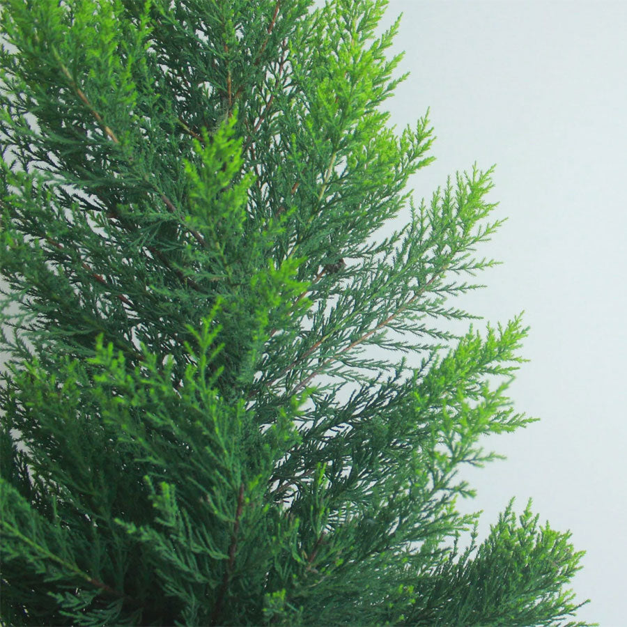 Green Cypress Plant / Leyland cypress