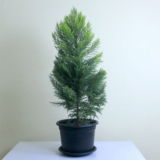 Green Cypress Plant / Leyland cypress