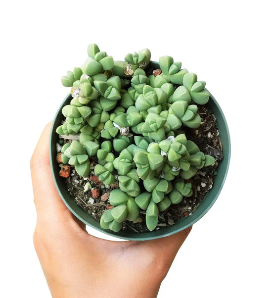 Corpuscularia Lehmannii