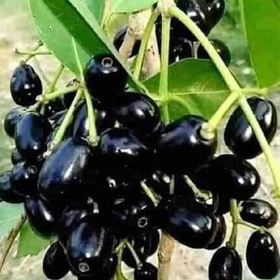 Jamun Tree Plant - Syzygium Cumini Plant