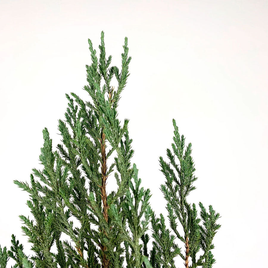 Juniper plant / Juniperus Chinensis / The Chinese Juniper