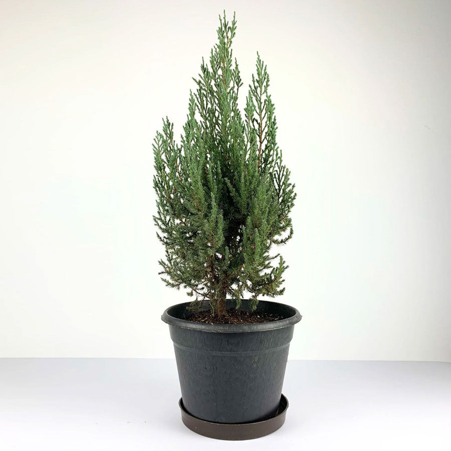 Juniper plant / Juniperus Chinensis / The Chinese Juniper
