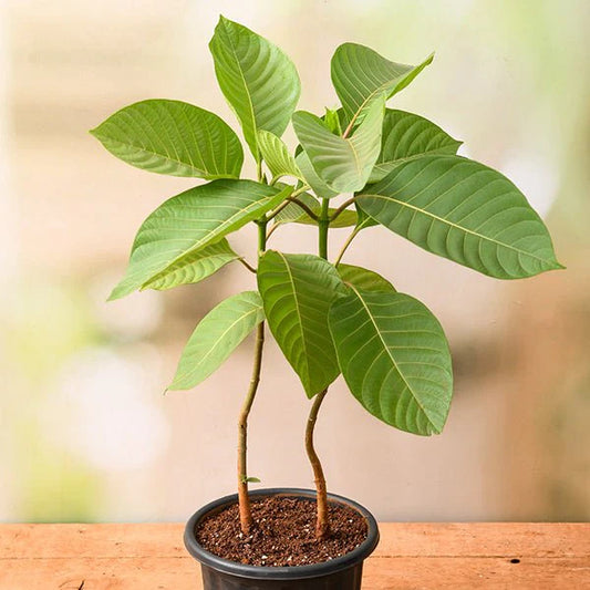 Kadamb Plant / Kadam Tree Cadamba / Burflower Tree