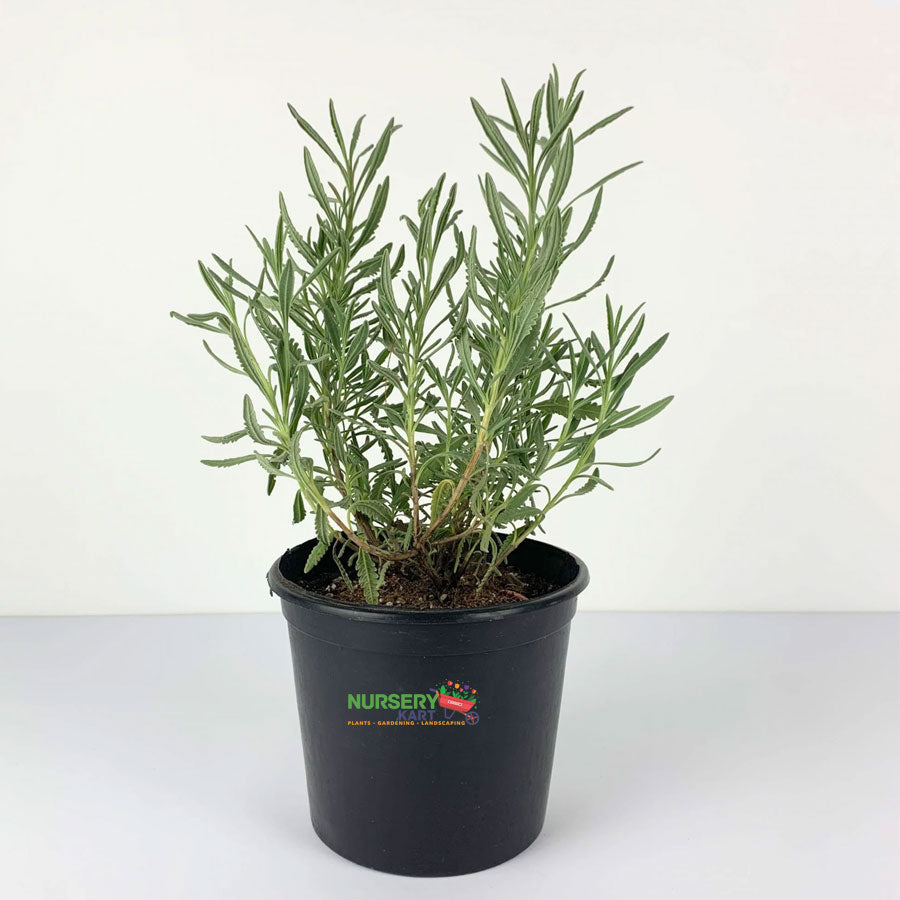 Lavender Plant
