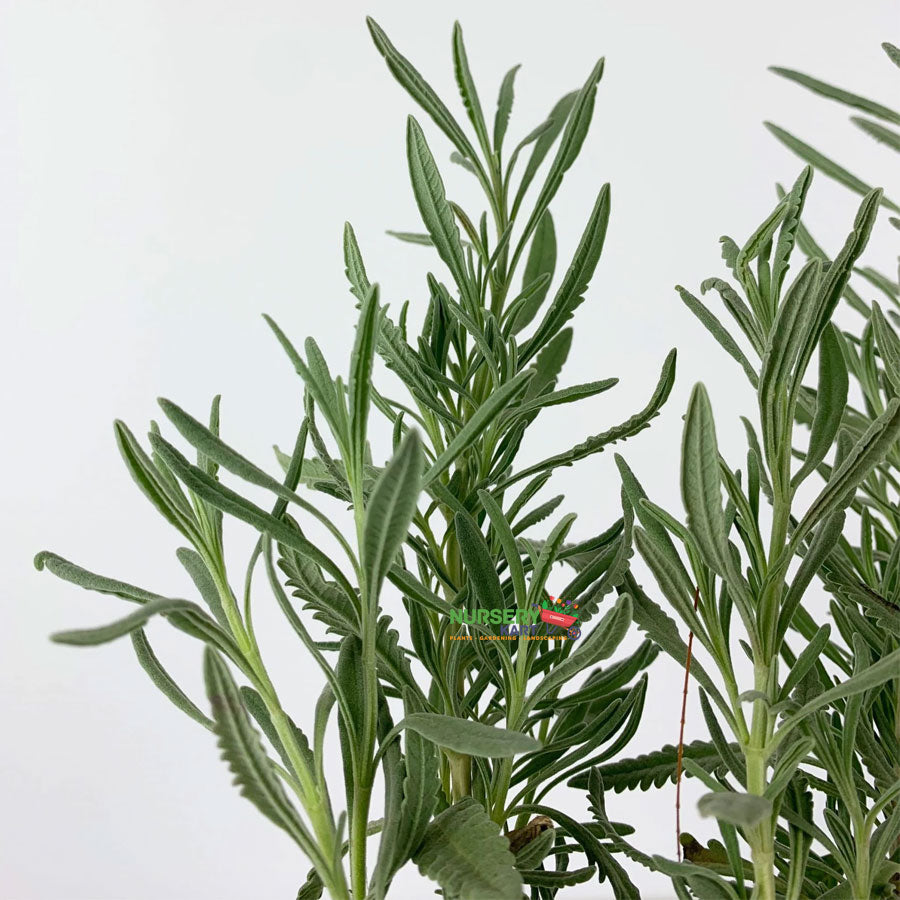 Lavender Plant
