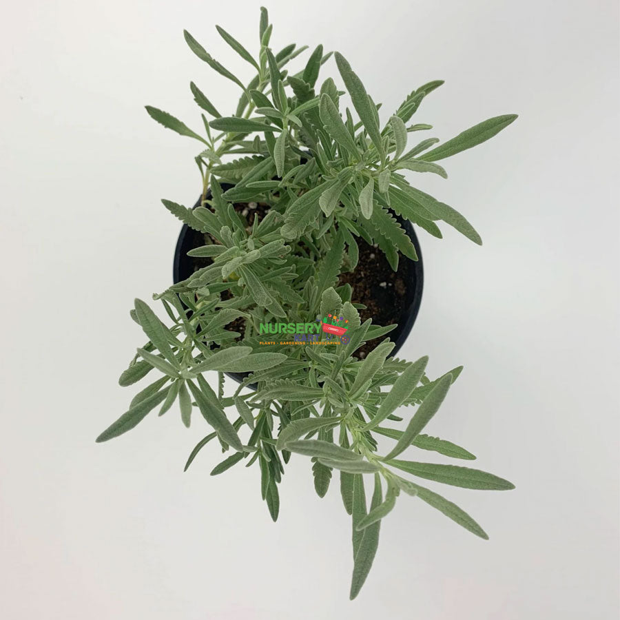Lavender Plant