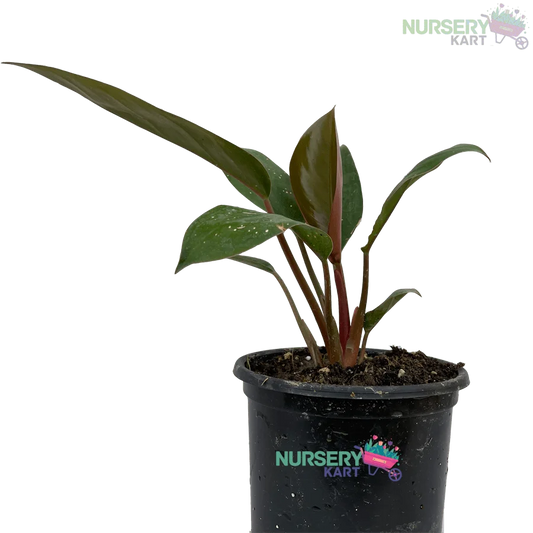 Philodendron Prince Of Orange Plant