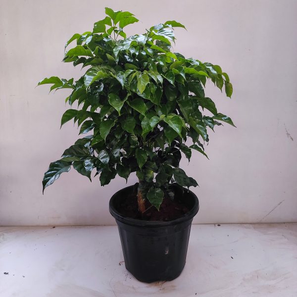 Radermachera, China Doll - Live Plant