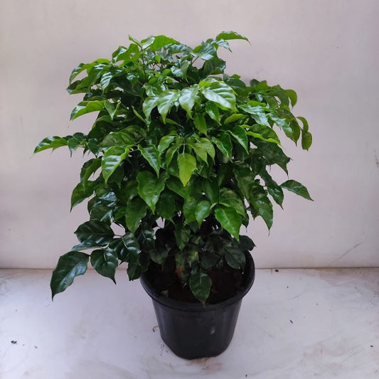 Radermachera, China Doll - Live Plant