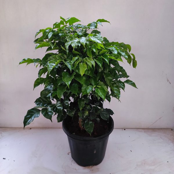 Radermachera, China Doll - Live Plant