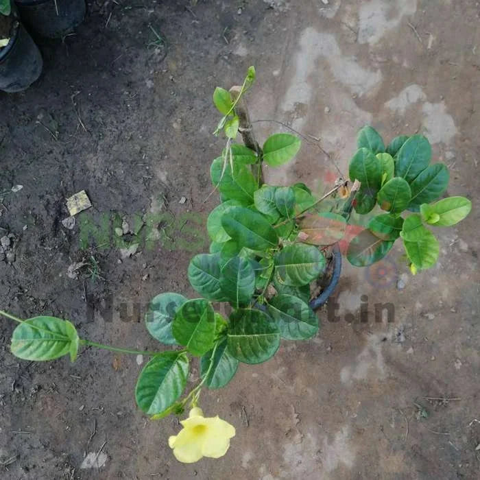 Allamanda Creeper Plant (Yellow)