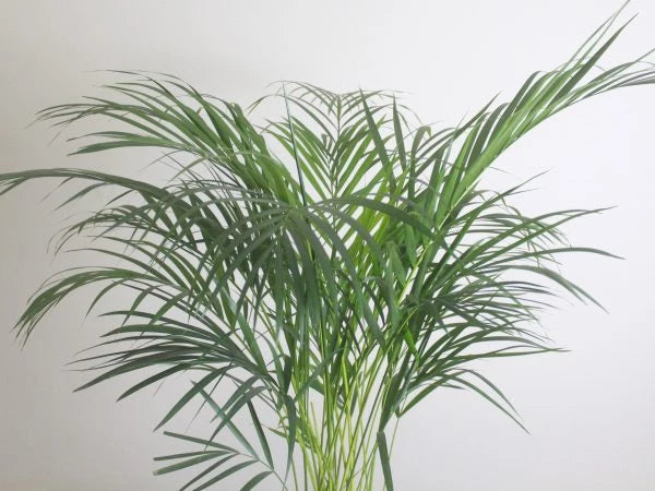 Areca Palm - Chinese Palm