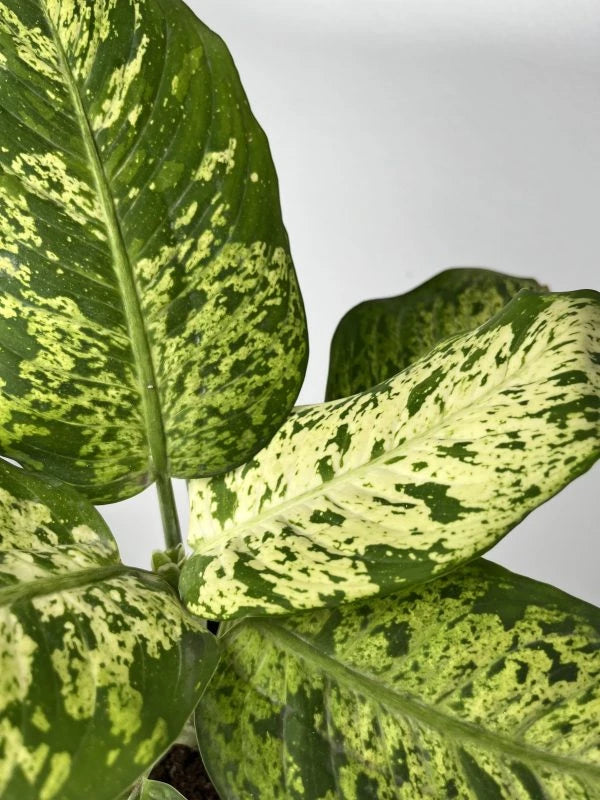 Dumbcane Plant (Dieffenbachia Seguine Plant)