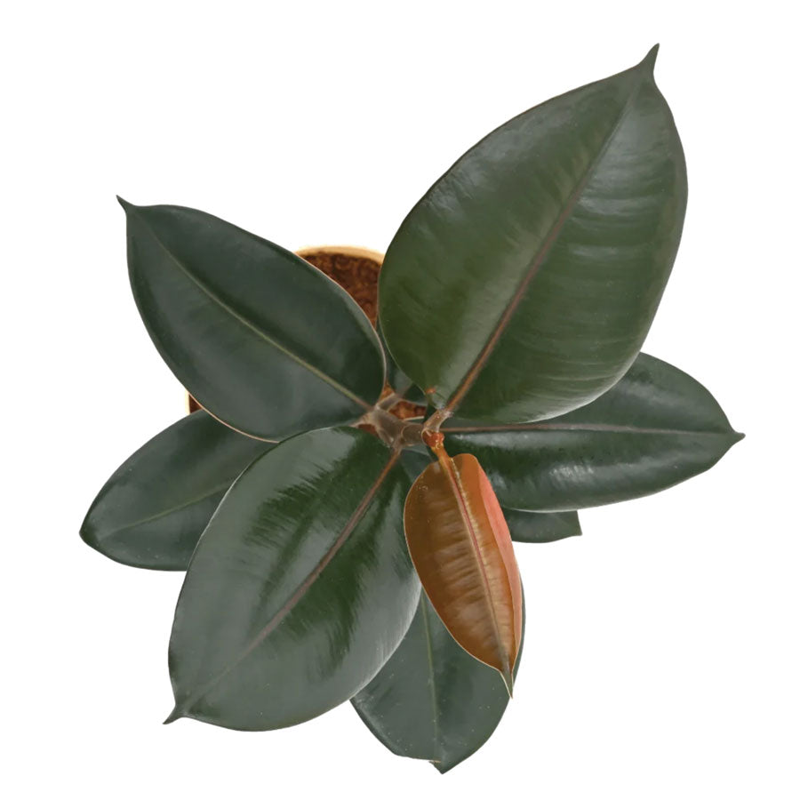 rubber plant