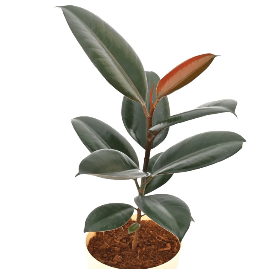 rubber plant