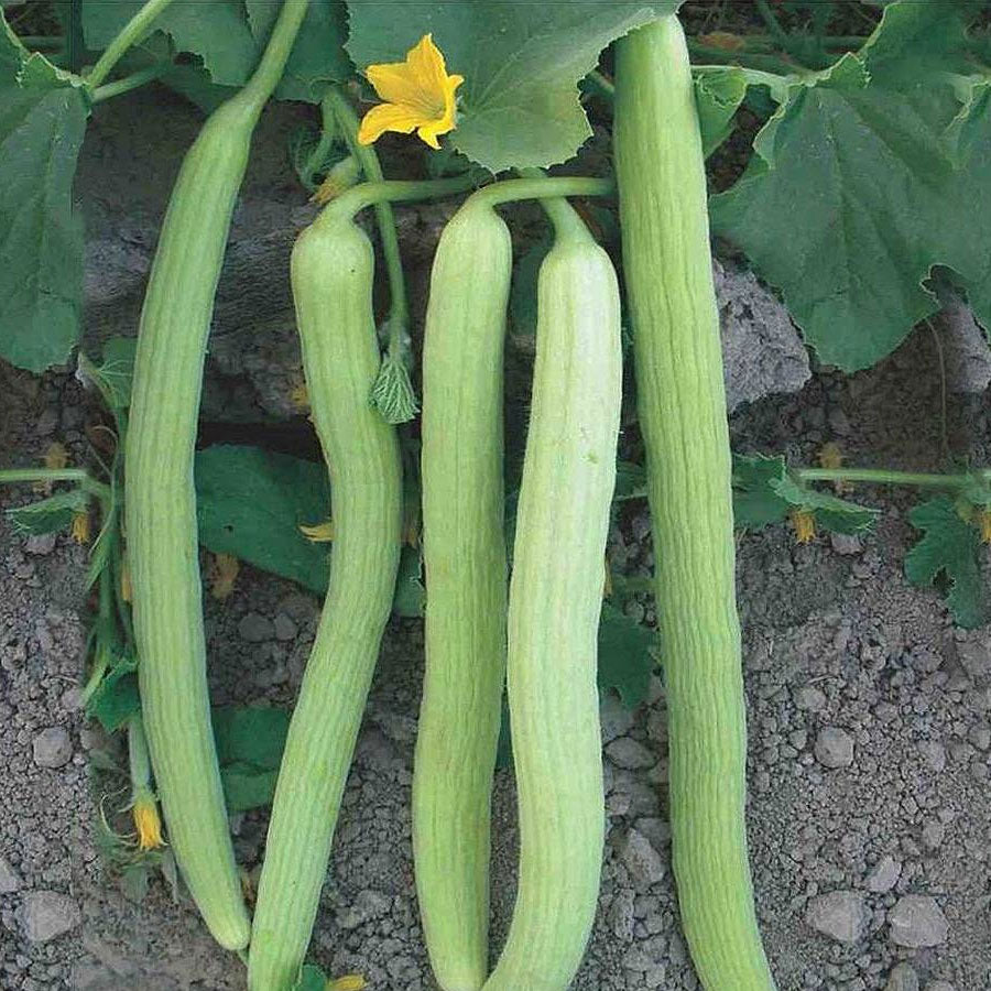 Long Melon Kakri Seeds (ककड़ी)