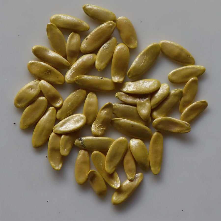 Long Melon Kakri Seeds (ककड़ी)