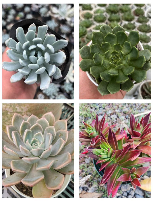 Pack of 4 - Sedeveria Blue Elf, Echeveria Blue Wren, Echeveria Menina & Red Pagoda