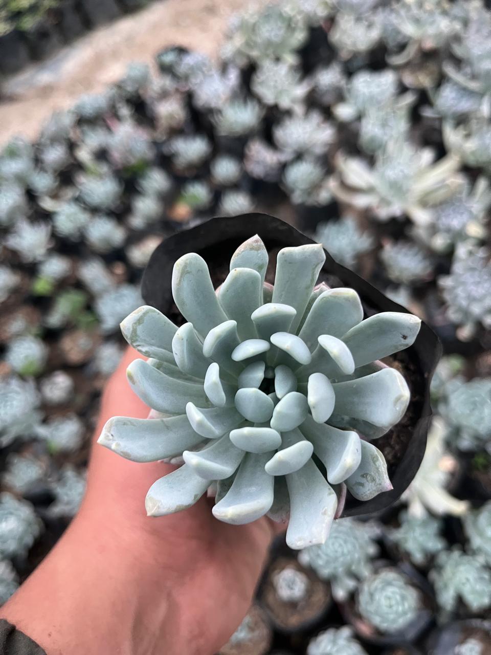 Pack of 4 - Sedeveria Blue Elf, Echeveria Blue Wren, Echeveria Menina & Red Pagoda