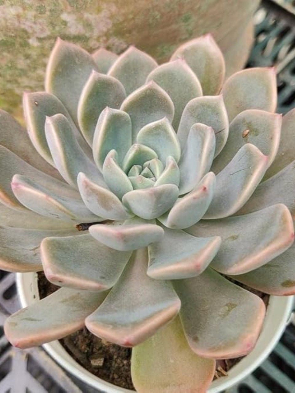 Pack of 4 - Sedeveria Blue Elf, Echeveria Blue Wren, Echeveria Menina & Red Pagoda