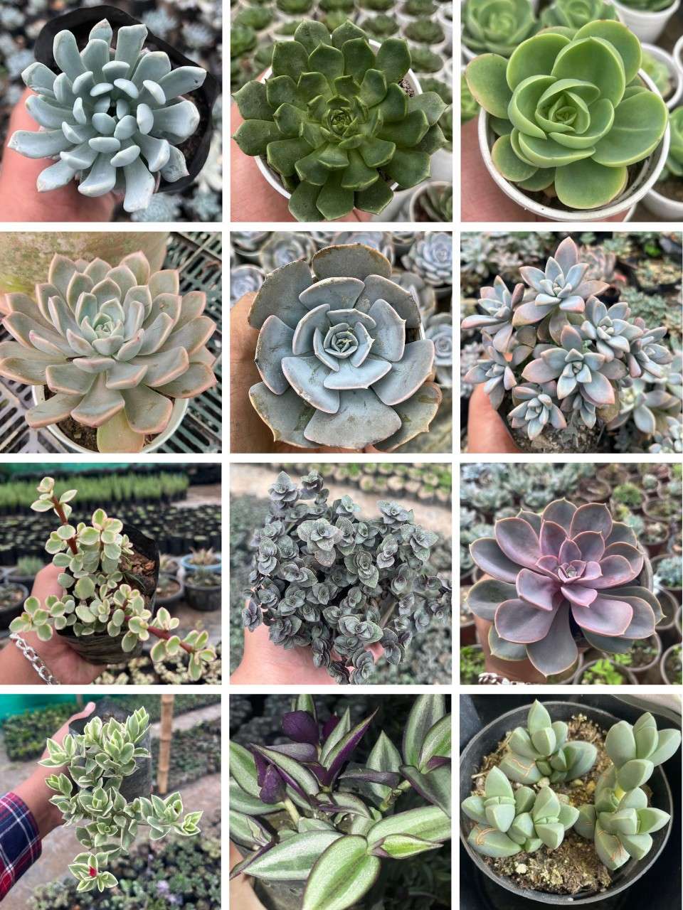 Pack of 12 - Exotic Succulent Stunning Varieties for Your Collection