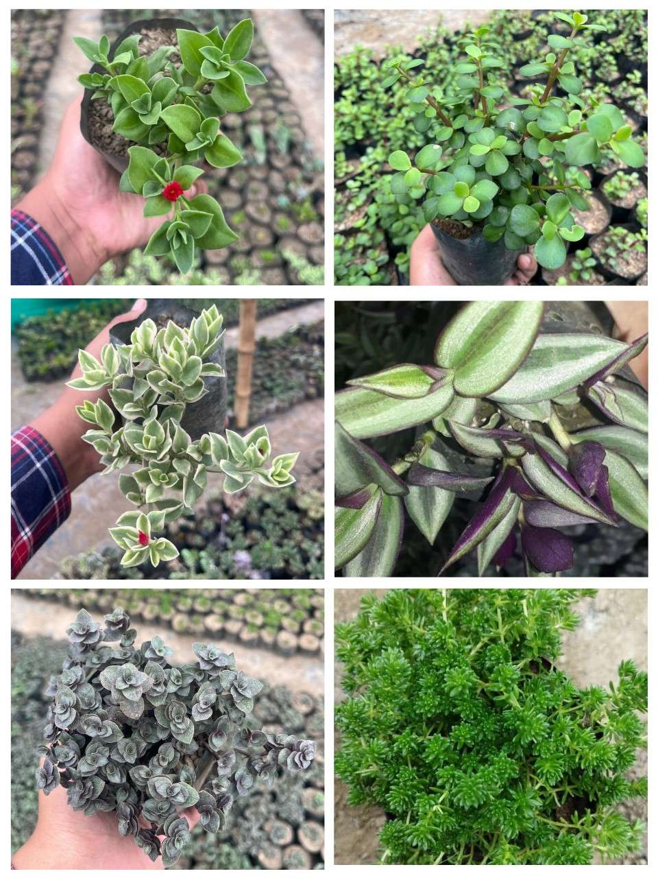 Pack of 6 - Vibrant Succulent Stunning Varieties for Your Space