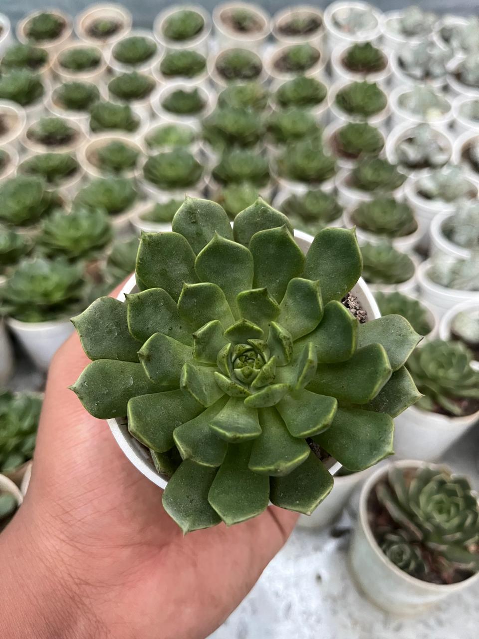 Pack of 12 - Exotic Succulent Stunning Varieties for Your Collection