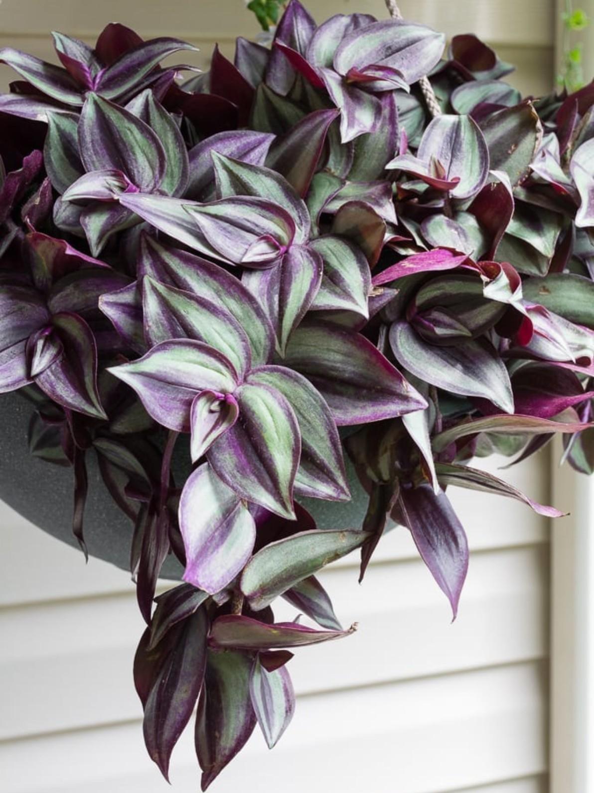 Pack of 6 - Vibrant Succulent Stunning Varieties for Your Space