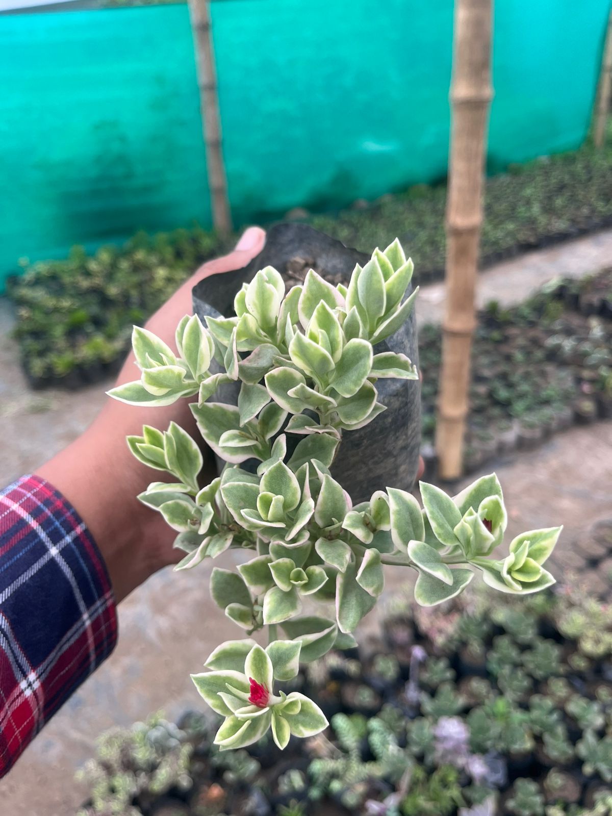 Pack of 6 - Vibrant Succulent Stunning Varieties for Your Space