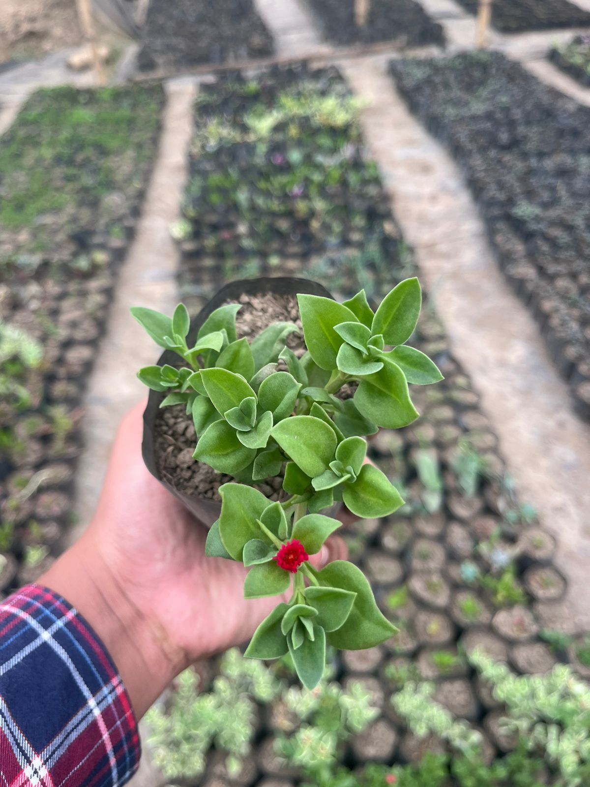 Pack of 6 - Vibrant Succulent Stunning Varieties for Your Space