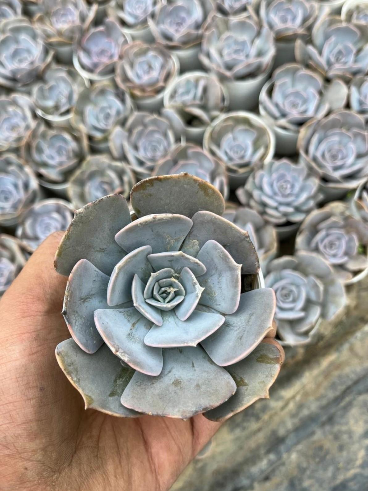 Pack of 12 - Exotic Succulent Stunning Varieties for Your Collection