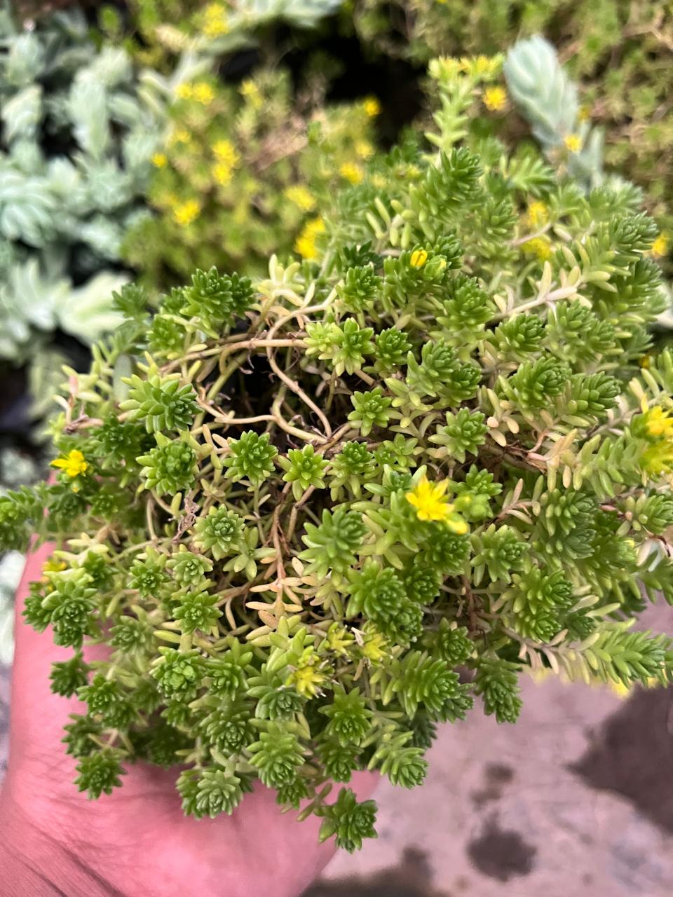 Pack of 6 - Vibrant Succulent Stunning Varieties for Your Space