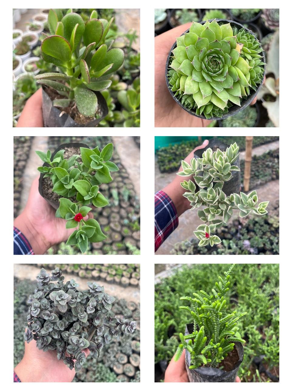 Pack of 6 - Exclusive Succulent Beautiful & Easy-Care Varieties