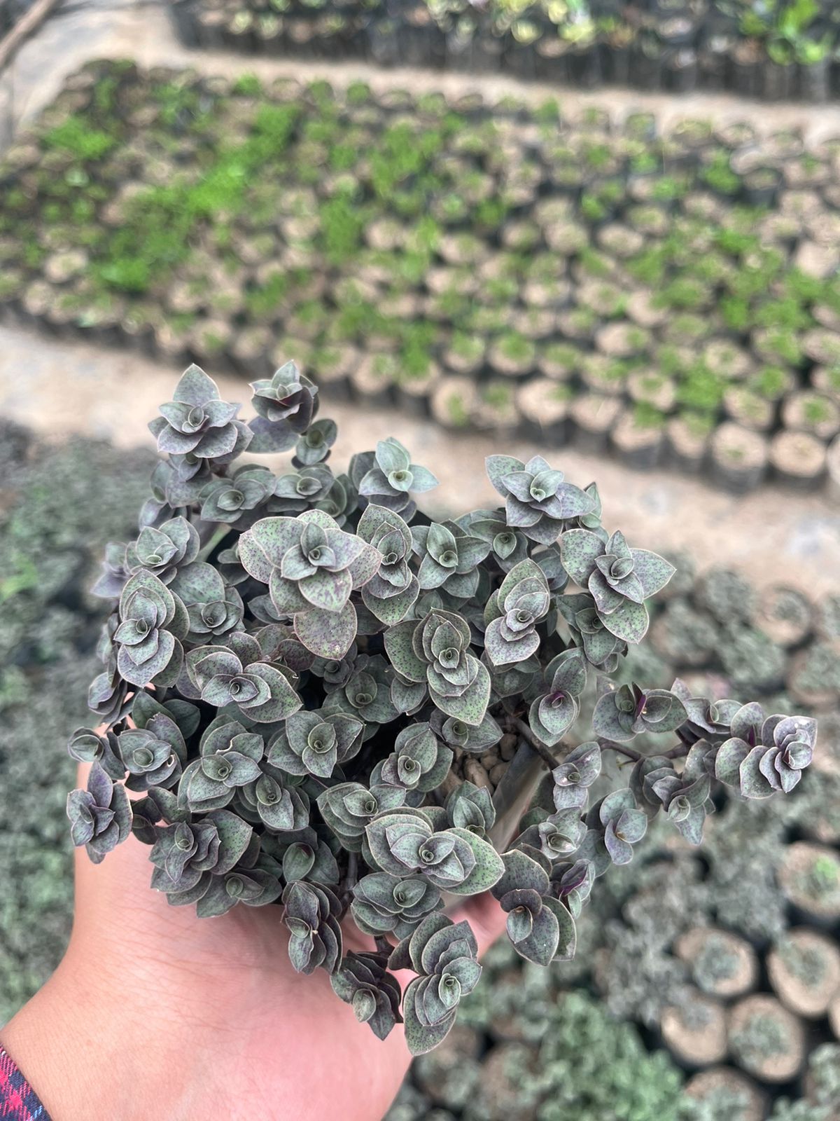 Pack of 6 - Exclusive Succulent Beautiful & Easy-Care Varieties