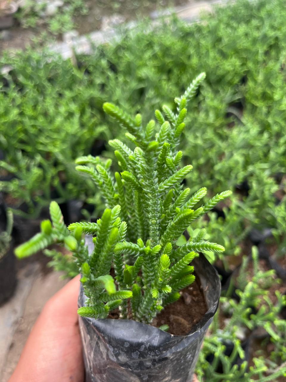 Pack of 6 - Exclusive Succulent Beautiful & Easy-Care Varieties